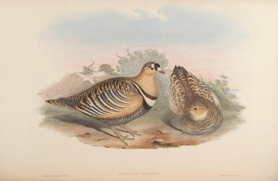 Pterocles fasciatus - John Gould